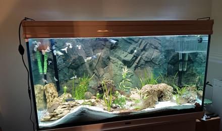 aquarium 240l