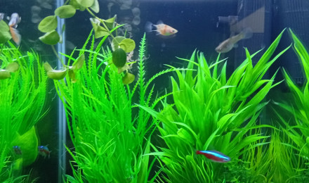 aquarium Spécifique guppy endler et guppy classique et néon rouge