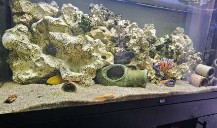 aquarium Aquarium