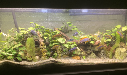 aquarium Malawi