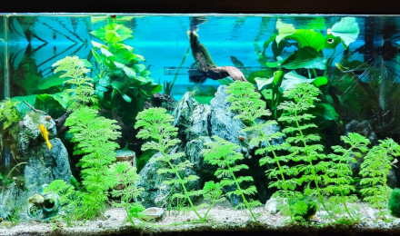 aquarium aquarium planté