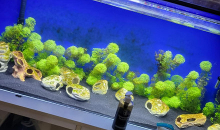 aquarium Grand
