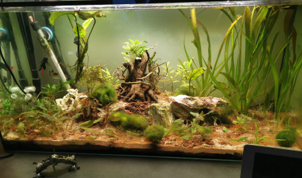 aquarium Eau douce