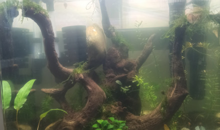 aquarium Aquascape crevettes 31 litres