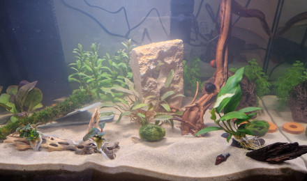 aquarium Biotop