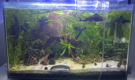 aquarium 110l