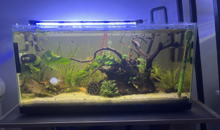 aquarium 100l