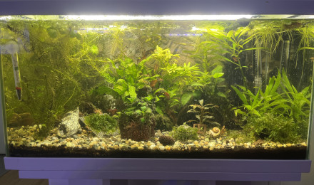 aquarium 60l
