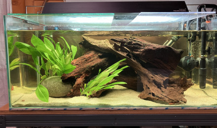 aquarium Sud américain