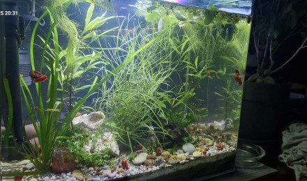 aquarium 50l crevettes