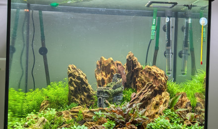 aquarium Jumgle Temple