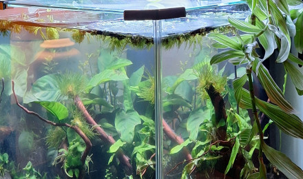 aquarium Nano 40l
