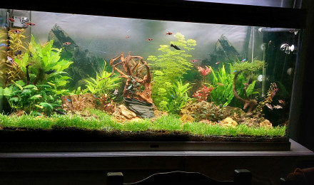 aquarium Bac 400l communautaire