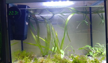 aquarium Spécifique crevettes red cherry et red cristal et yellow