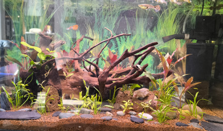 aquarium 60L