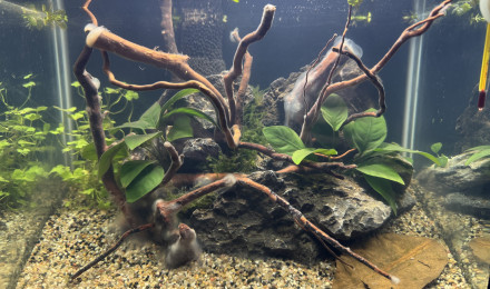 aquarium Nano