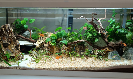 aquarium Aquarium RFMP