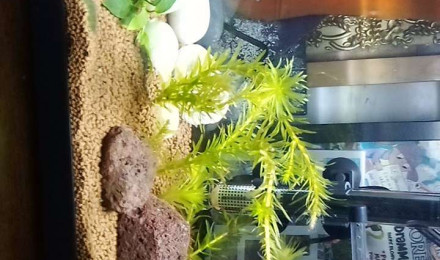 aquarium 1er aquarium