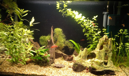 aquarium Biotope Asie
