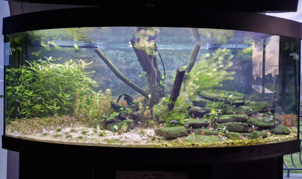 aquarium Juwel vision 450