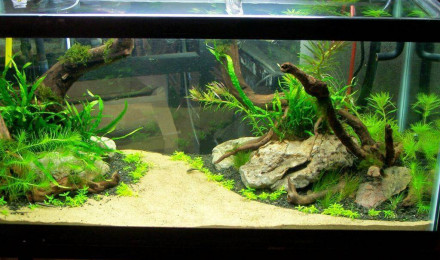 aquarium Spécifique guppy endler et platy