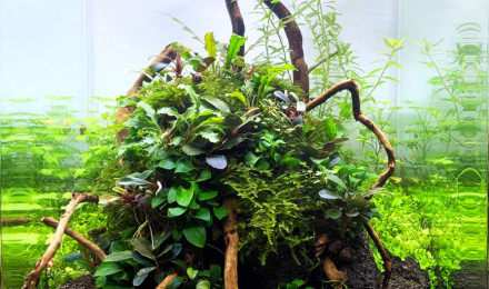 aquarium Spécifique crevette yellow néon