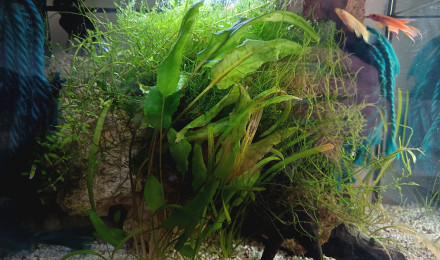 aquarium Afrique 1 aphyo austral