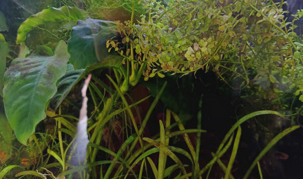 aquarium Afrique 2 aphyo Gardner