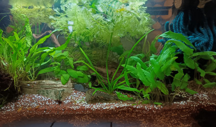 aquarium Afrique 3 aphyo bivitatum