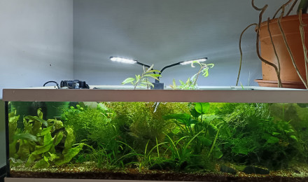 aquarium Communautaire indostomus paradoxe crevettes bleu et eppyplaty annulatus