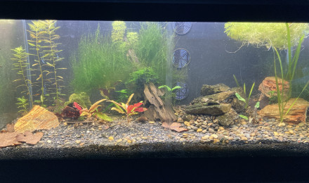 aquarium B 3 2 Ecrevisses CHERAX PULCHER parents 1