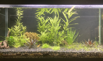 aquarium B 1 1 à venir