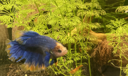 aquarium B 3 1 - couple beta splendens néocaridina orange