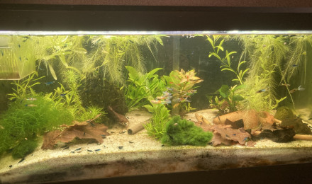 aquarium C 2 2 Cherax  et blue velvet et endler M