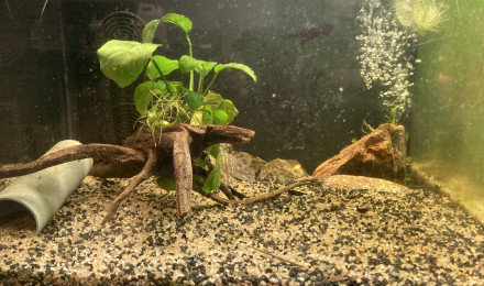 aquarium C 3 1 Cherax et neocaridina noires