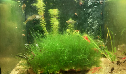 aquarium C 3 2 Endler repro CPO Bloody mary