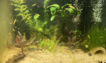 aquarium C 3 3 Neocaridina Yellow neon