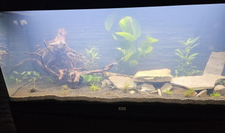 aquarium santuaire