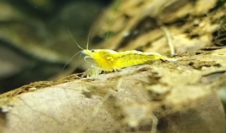 aquarium Aquarium neocaridina yellow néon fire