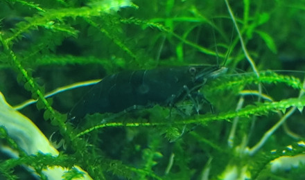 aquarium Aquarium spé green jade