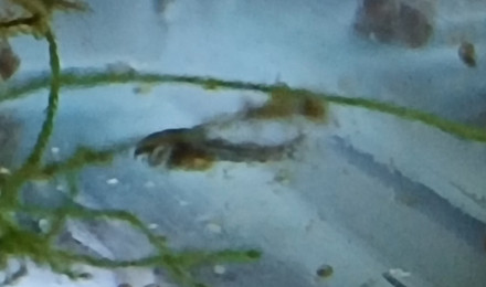 aquarium Alevins