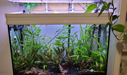 aquarium Aquarium  1