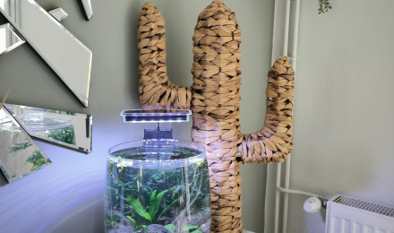 aquarium Vase low tech