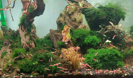 aquarium Crystal Red