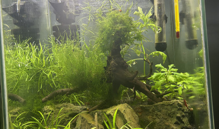 aquarium Aqua crevette