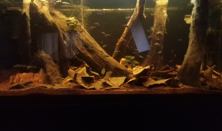 aquarium Biotop Asiatique