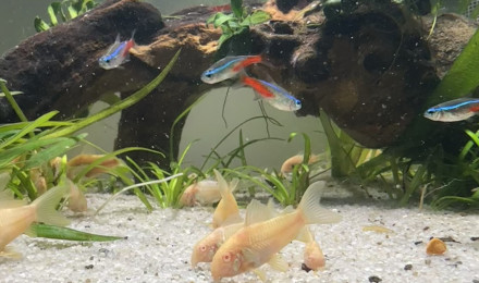 aquarium Communautaire 1