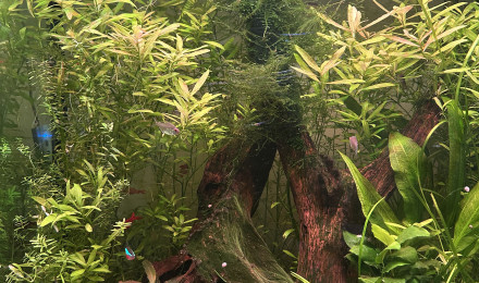 aquarium Communautaire 2