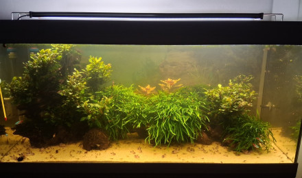 aquarium Black water