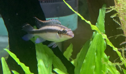 aquarium Pulcher